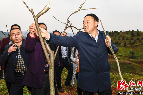 李卫林调研麻阳县农业产业发展