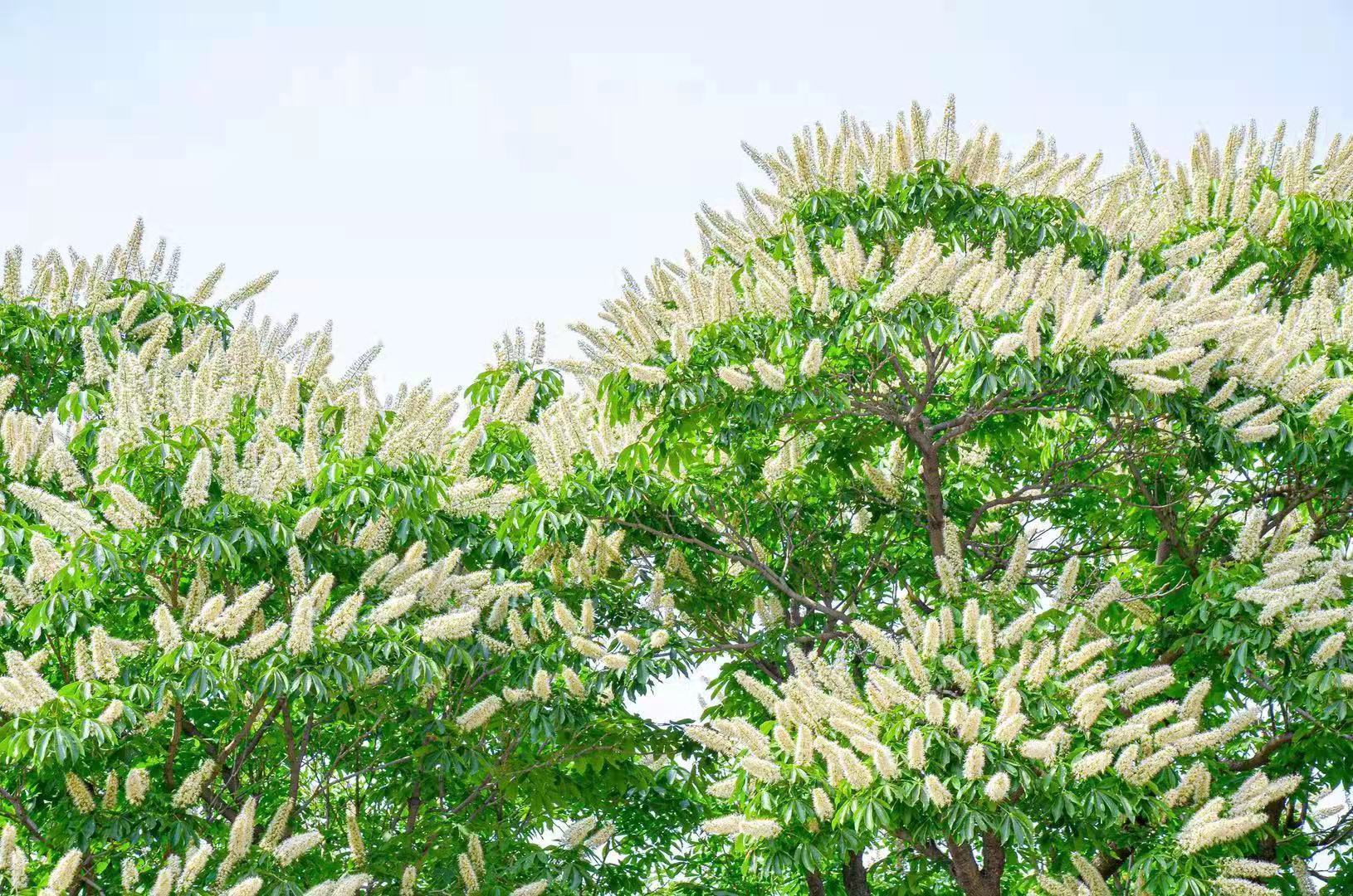 罕见300年菩提古树开花 北京市内仅此一株