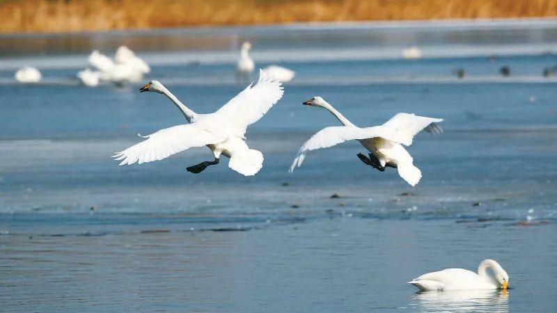 白天鹅飞抵房山,惊艳了一池春水! 白天鹅飞抵房山,惊艳了一池春水!
