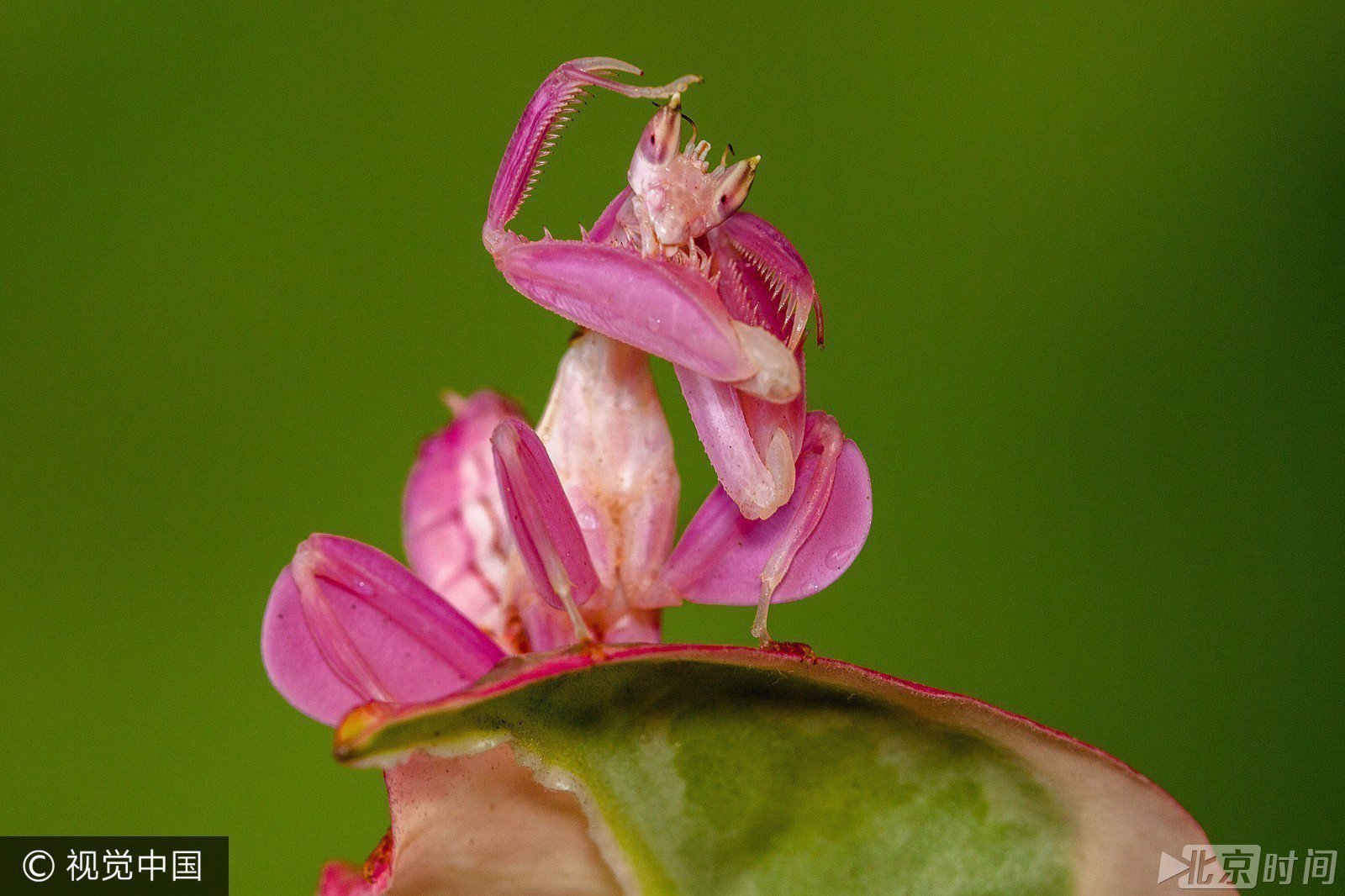 罕见!世界最美螳螂“兰花螳螂” 罕见!世界最美螳螂“兰花螳螂”