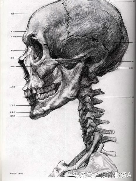 绘画技巧 |素描头像脸部肌肉和骨骼之间的关系
