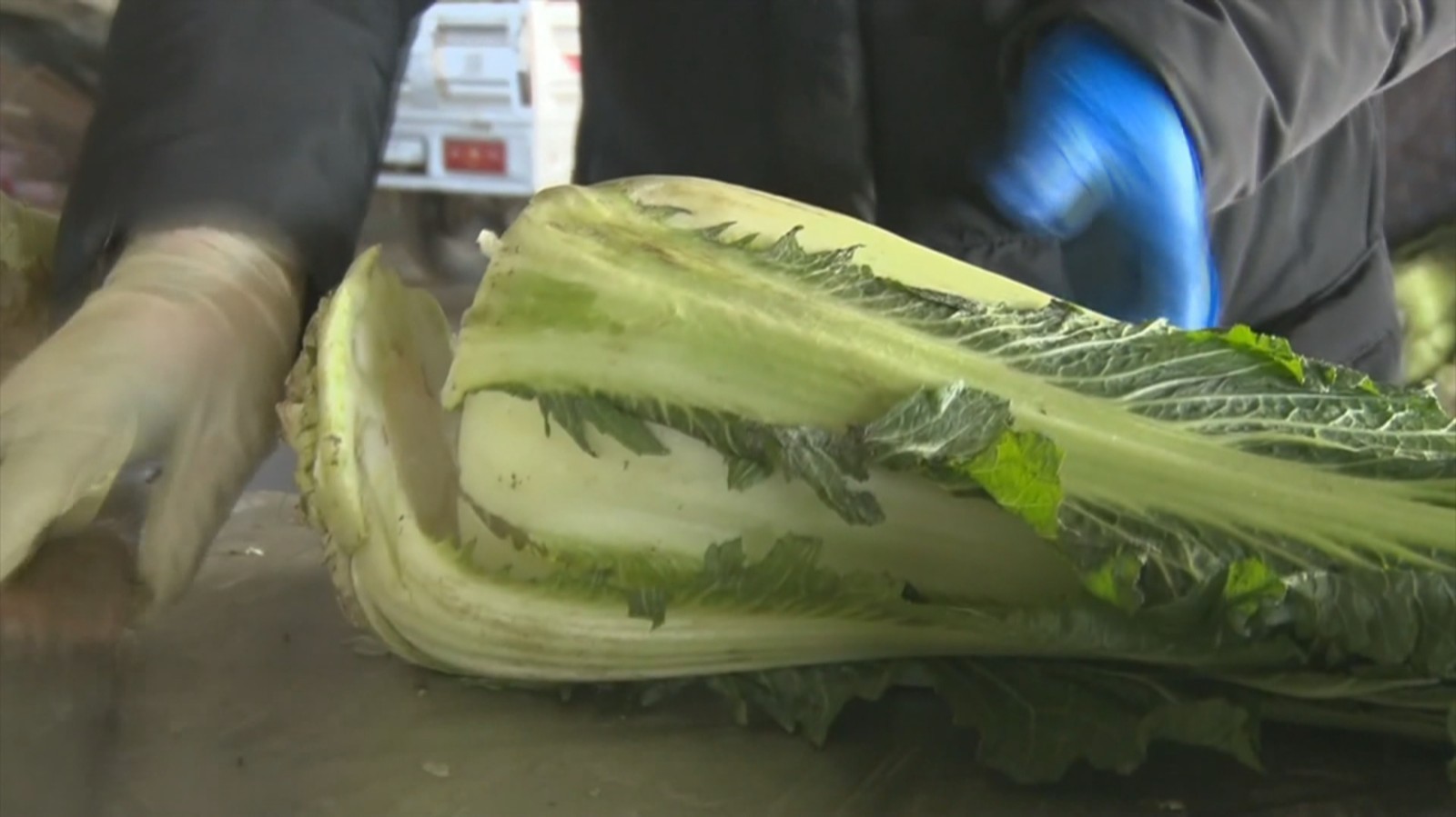 唐山优质玉田白菜 畅销京津市场