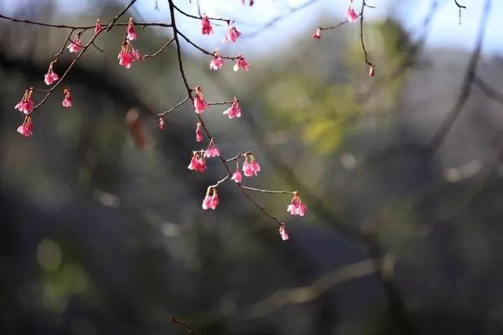 2018第一树樱花已开!2月底更新今年日本赏樱