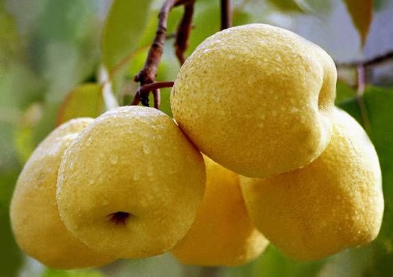 冬季感冒的高发期,那您知道感冒咳嗽吃什么水