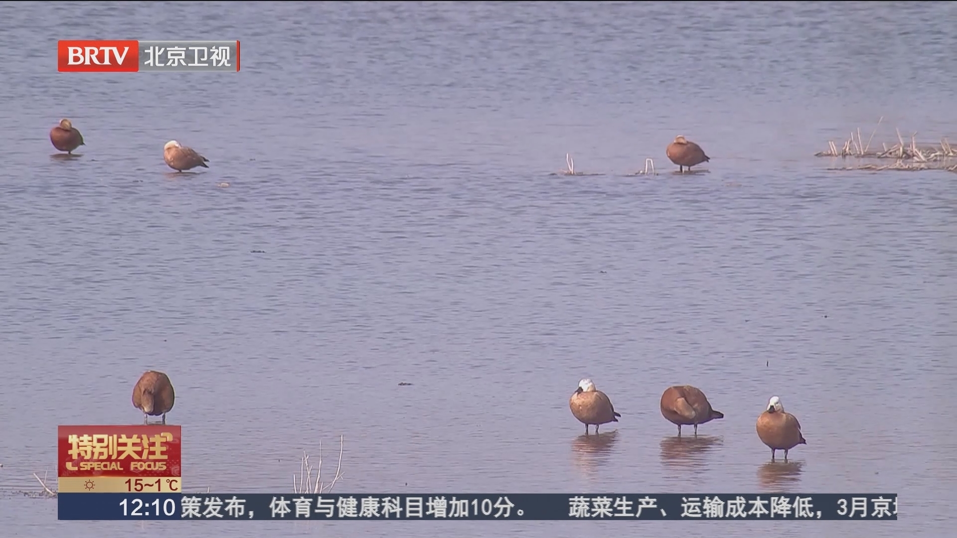 近百只珍稀鸟类歇脚 沙河水库观鸟正当时