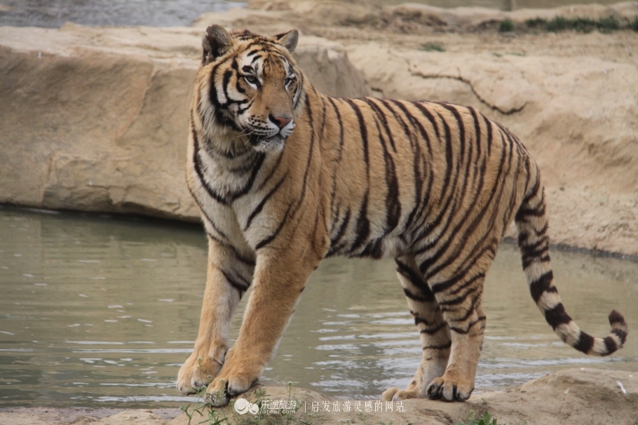 在淹城野生动物世界,与虎狼零距离共舞 在淹城野生动物世界,与虎狼零距离共舞