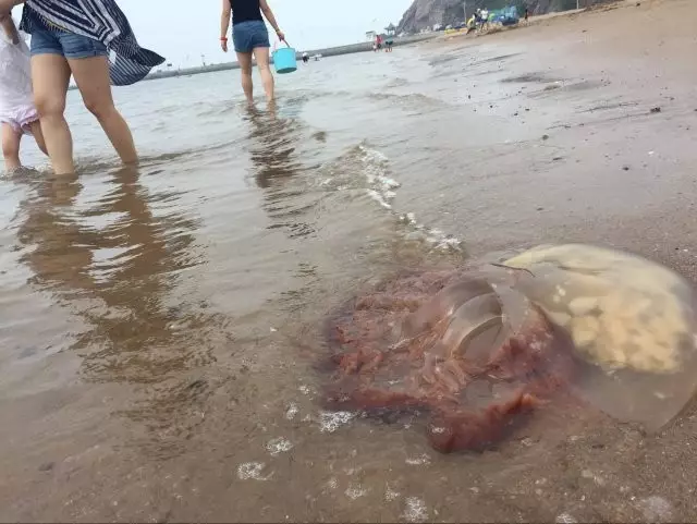 大连部分海域出现海蜇 曾有女童被蛰身亡 - 周公乐 - xinhua8848 的博客 大连部分海域出现海蜇 曾有女童被蛰身亡 - 周公乐 - xinhua8848 的博客