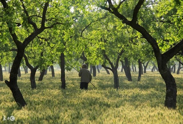 前人种树后人乘凉,9大农村庭院镇宅树,它们的