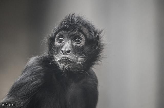 你身边有80年大金猴吗?六亲缘分淡薄,佛说这一