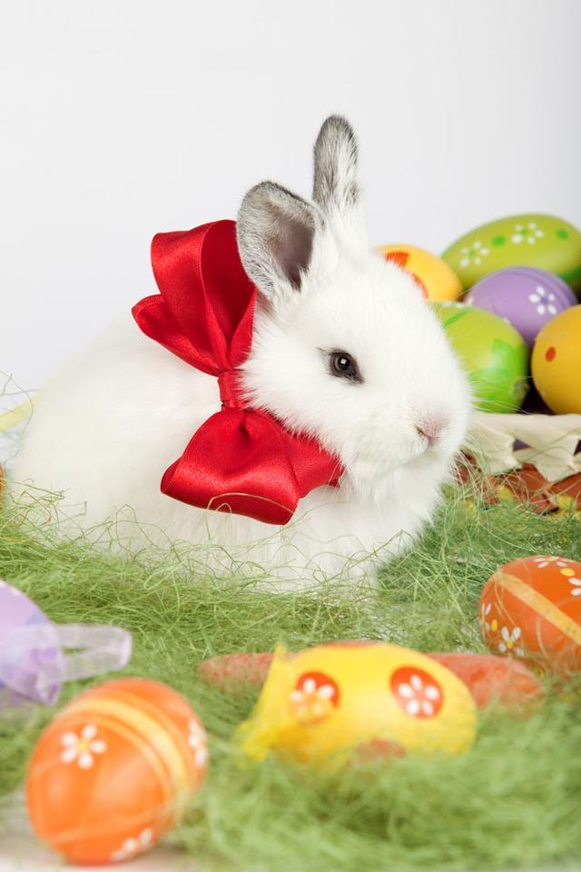 属兔女最适合《楚乔传》中的哪个男生