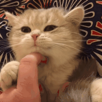 第一视角感受揉捏小猫咪的快感,还有比小奶猫更可爱的吗?没了!