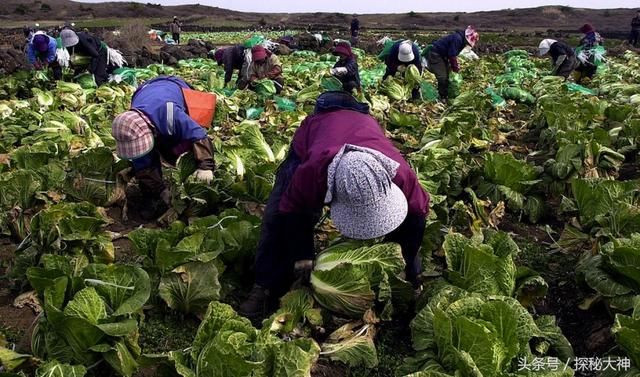 韩国老龄人口增多,做泡菜劳动力不足,高价请中