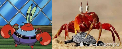 看海绵宝宝的你,知道这四个角色的原型吗?它们在现实中真实存在