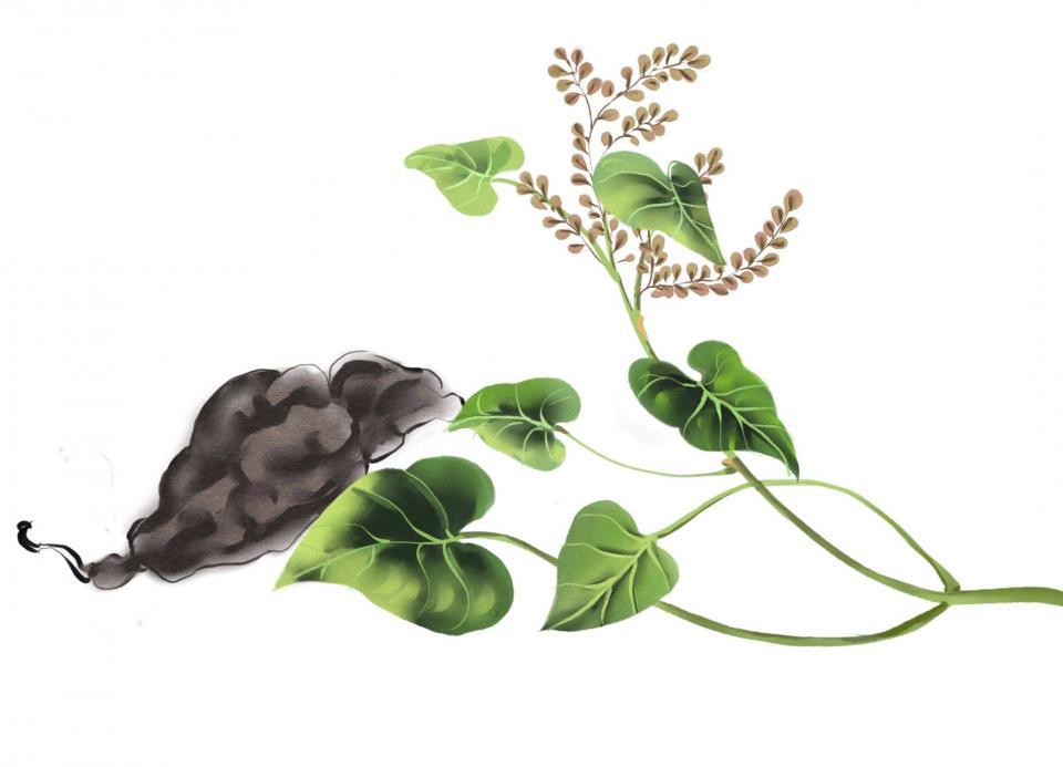 首乌作用与功效(首乌功效与禁忌) - 医采康姐