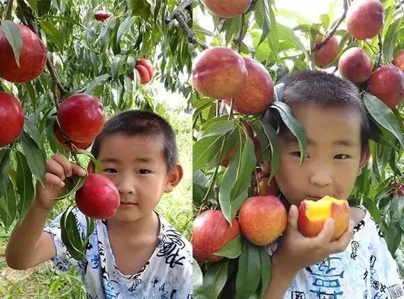 时鲜|多汁又水嫩，蜜桃成熟时