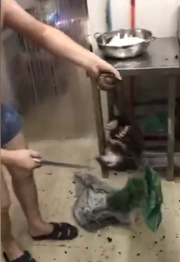 近日，广东潮州一段“男子残杀穿山甲”的视频热传。视频中，男子先是用刀背猛击穿山甲头部，后又连砍几刀将其宰杀。经调查，该男子是揭阳人，目前揭阳警方已立案调查。