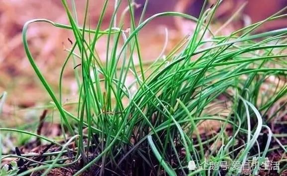 毎年春暖花开的时侯,家乡的野菜随处可见,白蒿,苜蓿,小蒜,苦苦菜