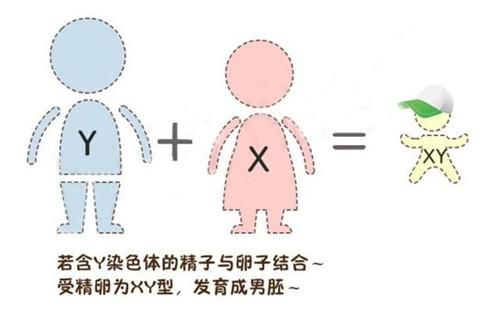 单双月生男生女准确度高吗 生过的妈妈