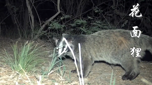 城市里也有野生动物吗?海淀区生物多样性保护成果发布! 城市里也有野生动物吗?海淀区生物多样性保护成果发布!