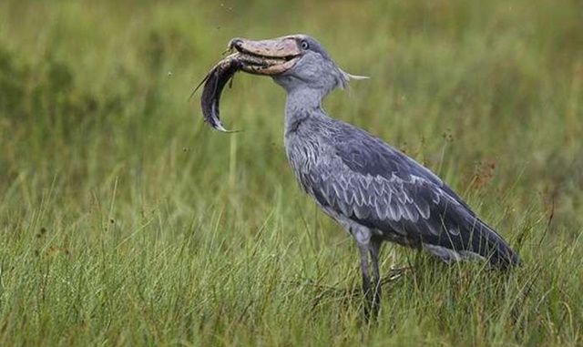 世界上最有礼貌的鸟,看见人就低头鞠躬,却是鳄