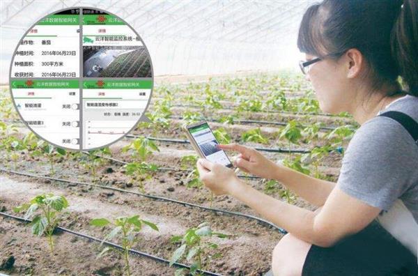 西集镇“樱游运河”片区掀复工热潮