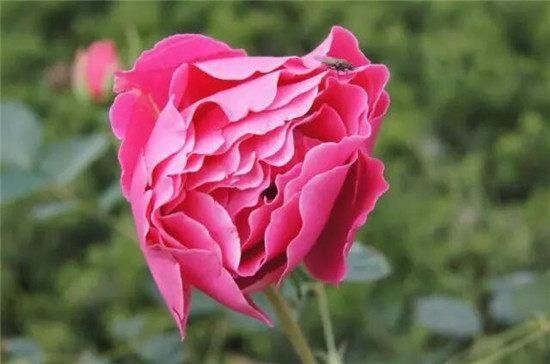 发朋友圈早安的优美语句:快乐的每一天都从早