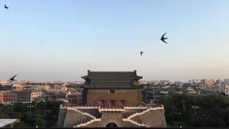 唯一以“北京”命名的鸟类您知道吗？