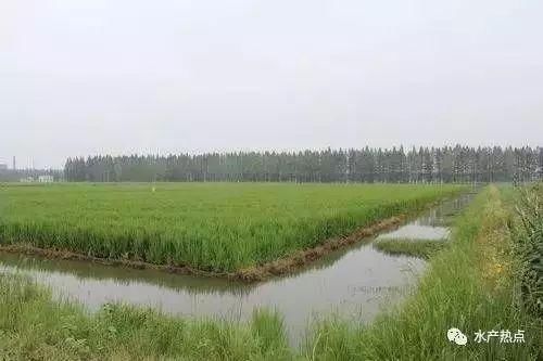 养殖小龙虾年收益过十万容易么?