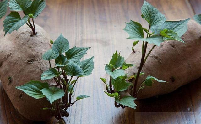 红薯发芽会不会有毒,能吃吗,吃了十年现在才知