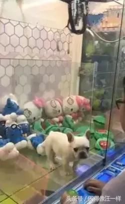 真有点过分，狗狗被放入娃娃机，要是我见到肯定骂人了