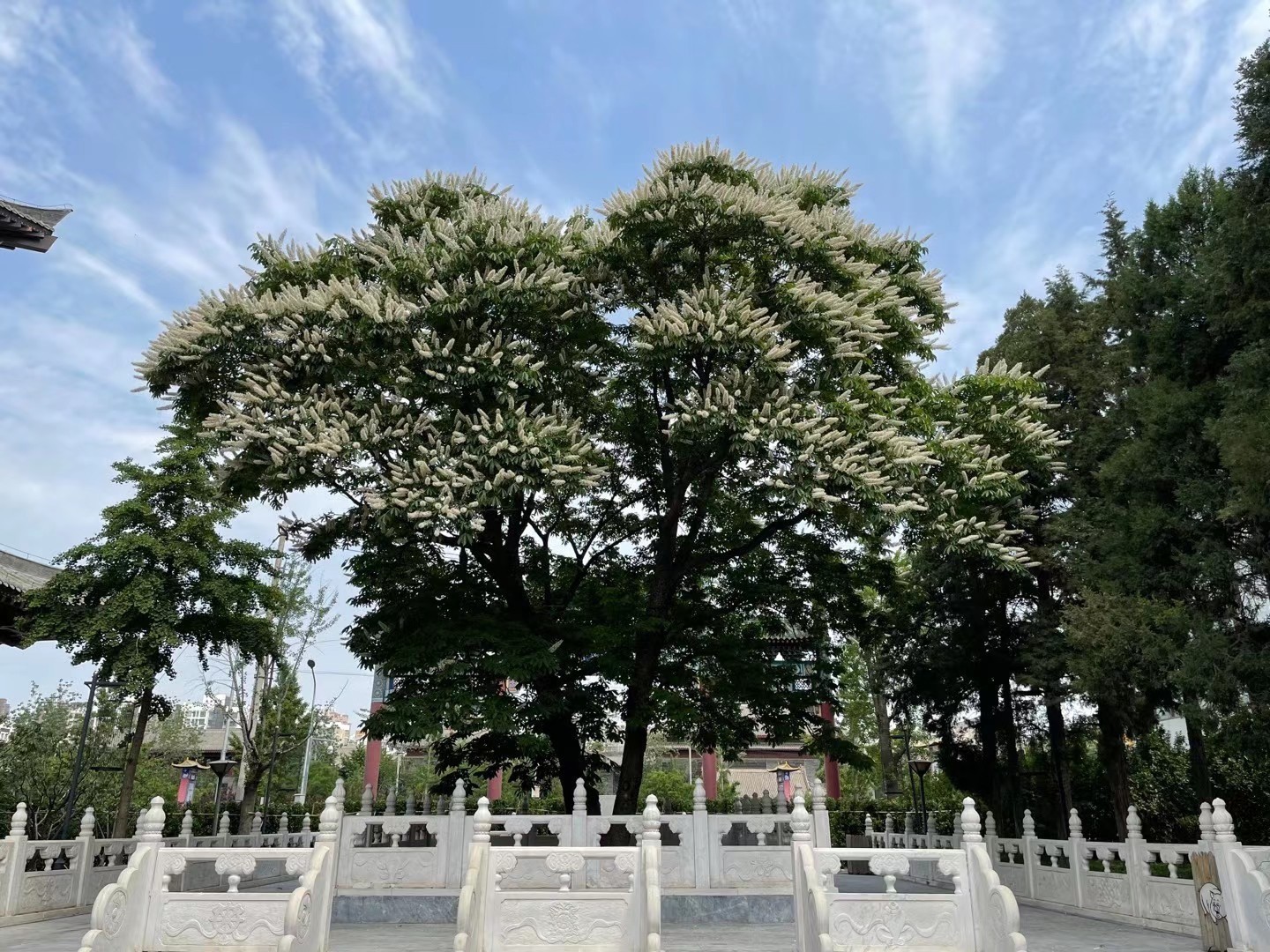 罕见300年菩提古树开花 北京市内仅此一株