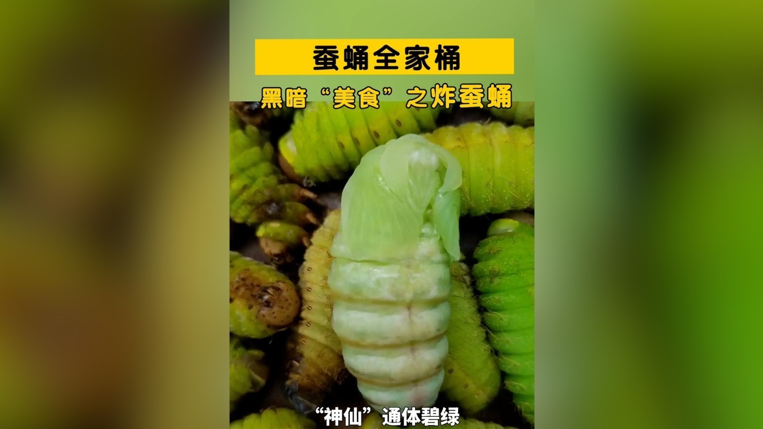 蚕蛹全家桶~黑暗“美食”之炸蚕蛹！