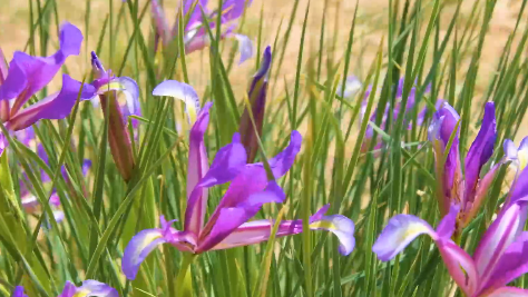 紫色的花海  ！草原盛开马兰花