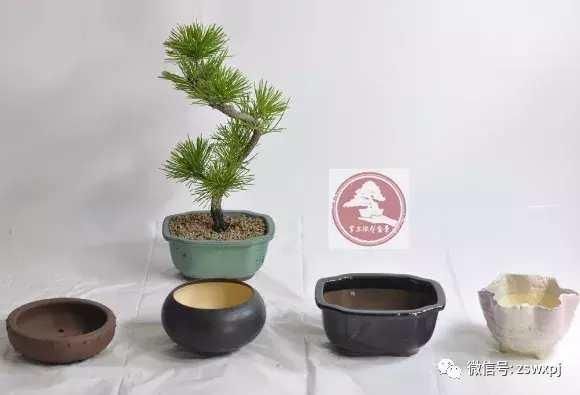 微盆景越来越受欢迎 微型盆景的换盆可是要讲