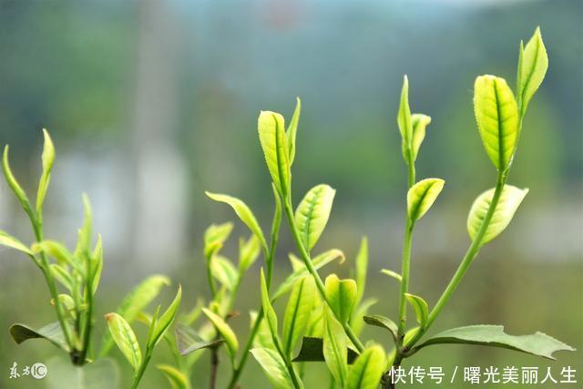 按摩瘦脸的最快方法,学生瘦脸方法3天见效