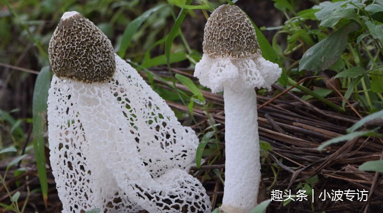 农村这种植物,抗癌症,有钱都买不到,看见赶紧挖