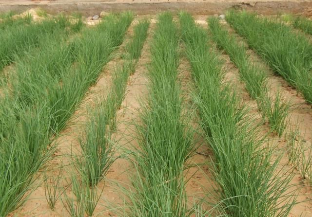 农民种一亩地的这种葱 相当于二十亩地的玉米