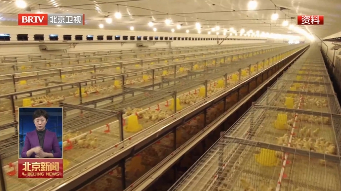 平谷农业中关村再迎新成果 智慧蛋鸡4.0版本上线发布 平谷农业中关村再迎新成果 智慧蛋鸡4.0版本上线发布