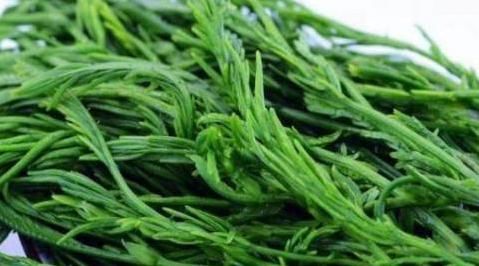 南方人最爱吃的三种野菜,图一味道刺激,图三味道比肉还神奇