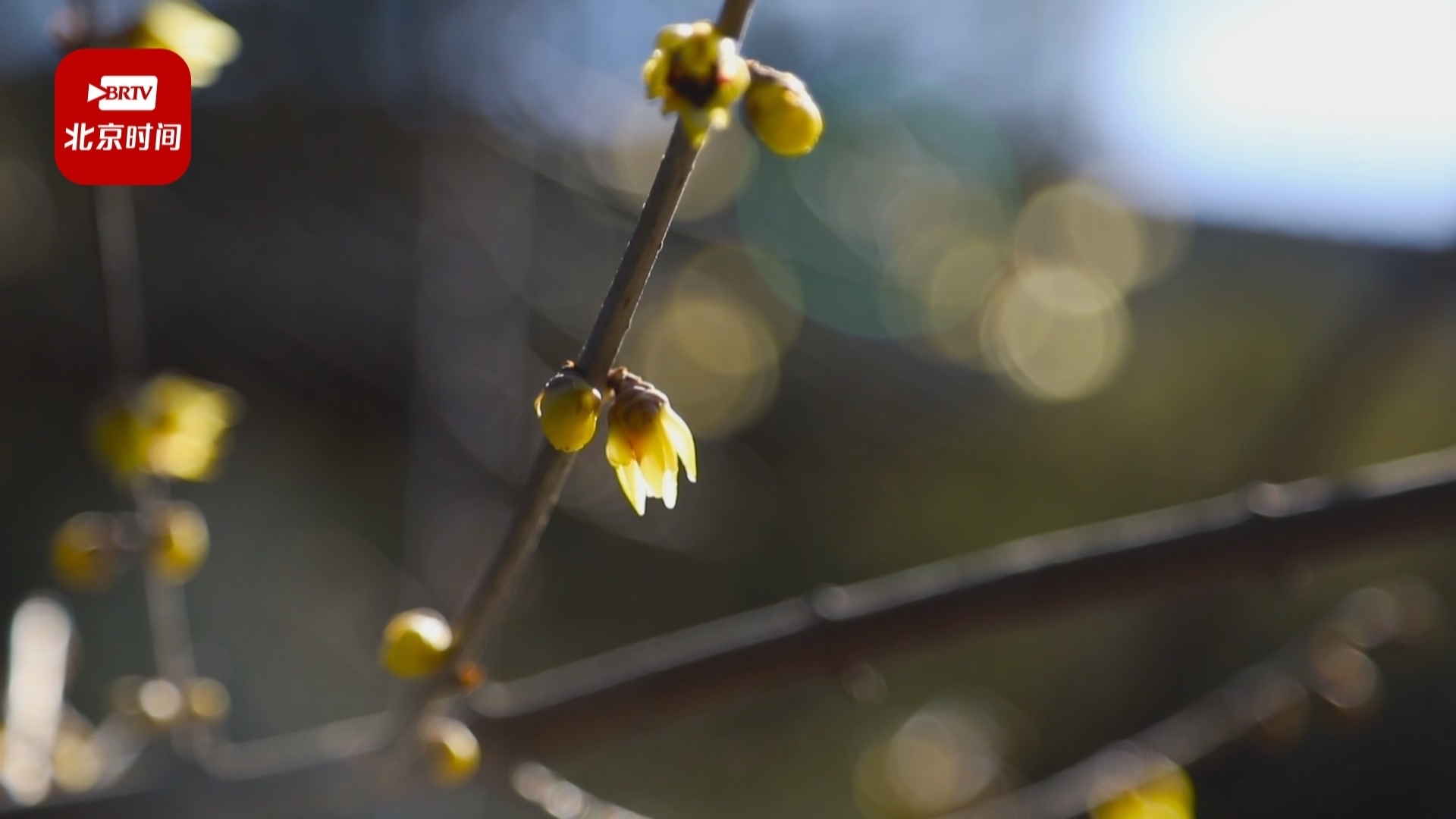 北海公园:腊梅花开知春来 北海公园:腊梅花开知春来