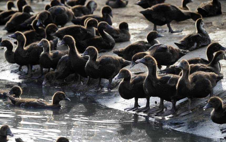 法国贵族黑羽番鸭 落户盐城阿玛兰农场
