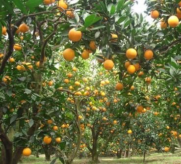 赣南脐橙中的脐橙你是怎么读呢?