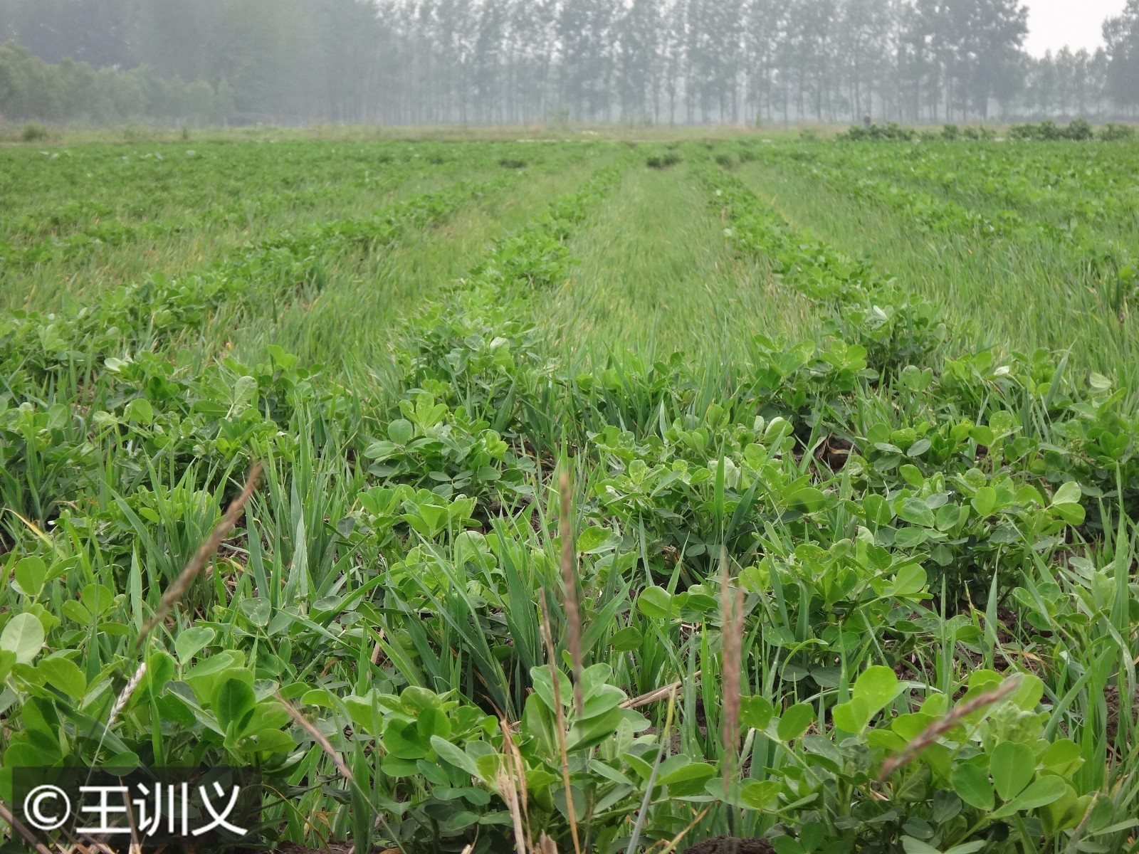 收割机漏粮农户受损 花生地里长满麦苗