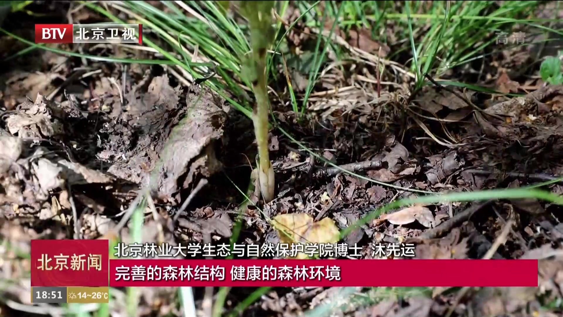 生态环境持续向好  珍稀野生植物现身北京