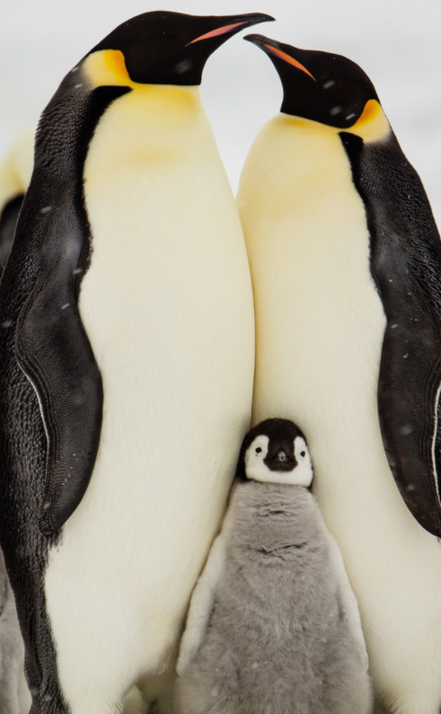 小“心机”企鹅娃挤爸妈怀里取暖
