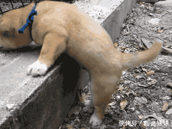 太丢人了,谁让咱腿短呢