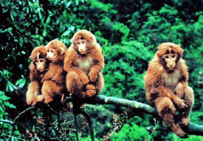 妹子爬峨眉山, 还没下山就哭了: 四川的猴子咋还