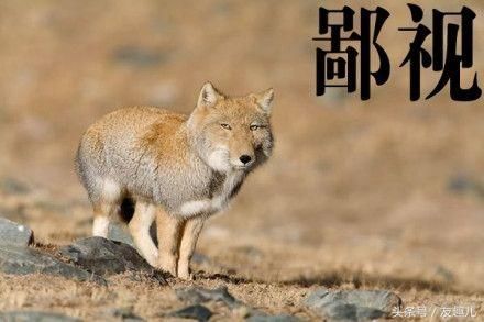 趣科普|藏狐自带表情包,生存技能开挂