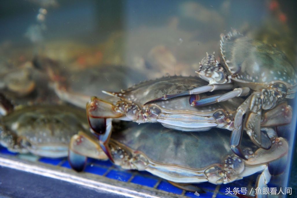 梭子蟹超越海参鲍鱼成市场最贵海鲜 春季最高