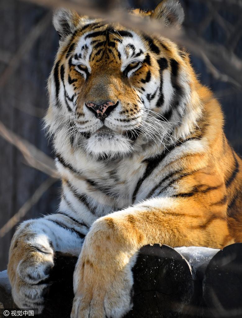 俄羅斯動物園西伯利亞虎亮相 狂野性感又迷人